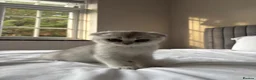 Scottish Fold cats for sale: Pure Scottish Fold Kitten  - Advert 6