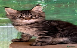 Maine Coon cats for sale: WE MAY SELL AS ACTIVE READY TO LEAVE  in Brighouse - Image 20
