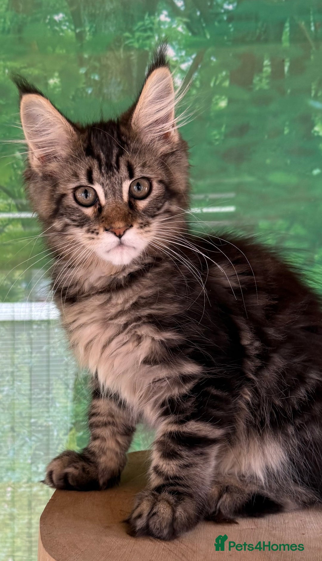 Maine Coon cats for sale: WE MAY SELL AS ACTIVE READY TO LEAVE  in Brighouse - Image 20