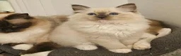Ragdoll cats for sale: Stunning Ragdoll girl  - Advert 4