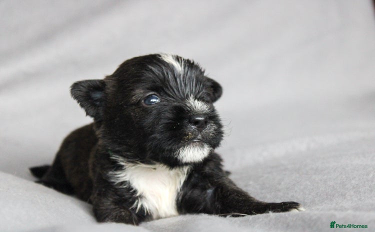 Mixed Breed dogs Last Puppy Available – Black & White Boy! - Advert 7