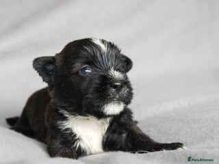 Mixed Breed dogs for sale: Last Puppy Available – Black & White Boy! - Advert 1