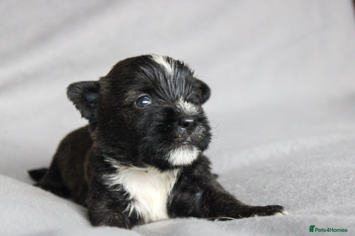 Mixed Breed dogs Last Puppy Available – Black & White Boy! - Advert 1