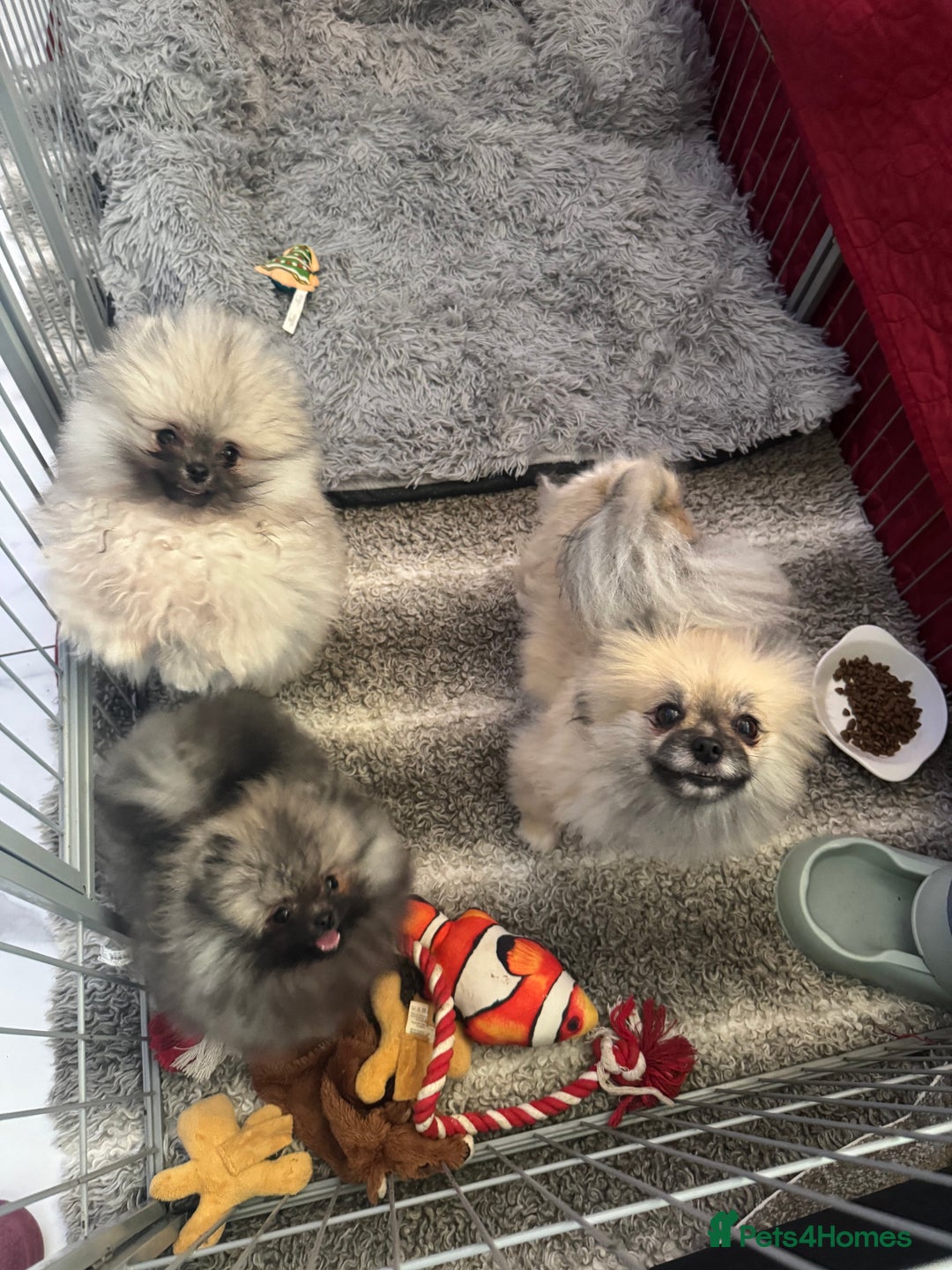 Pomeranian dogs for sale: Fabulous boys available to discerning pet homes - Advert 4