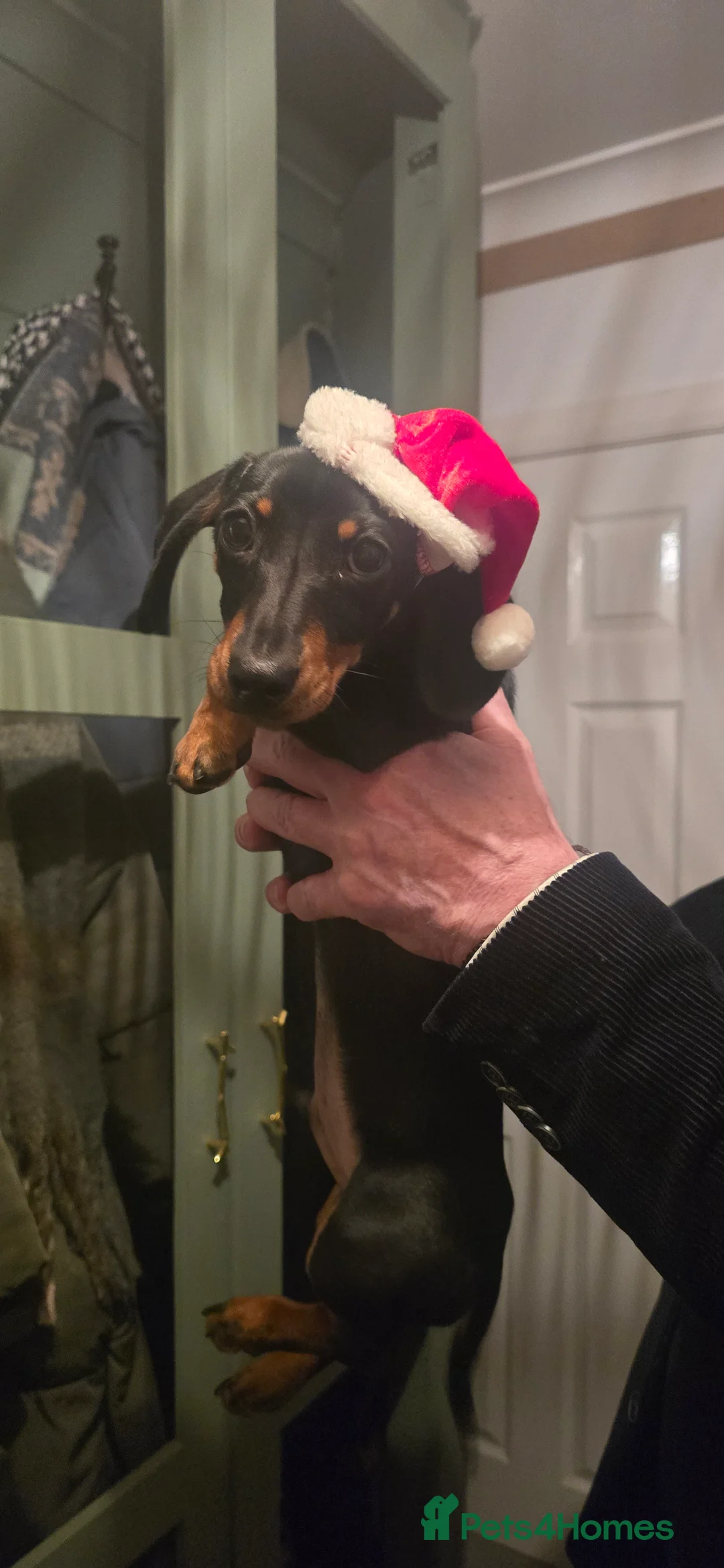 Dachshund dogs for sale: Dachsund 6month Old Puppy in Wimborne - Advert 2