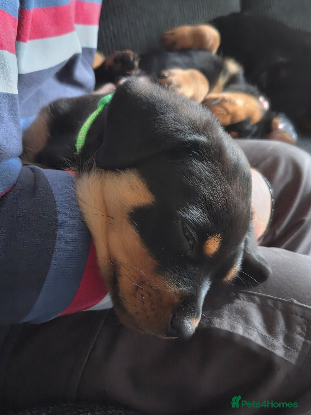 Rottweiler dogs for sale: Indie & dozer puppies  - Advert 4