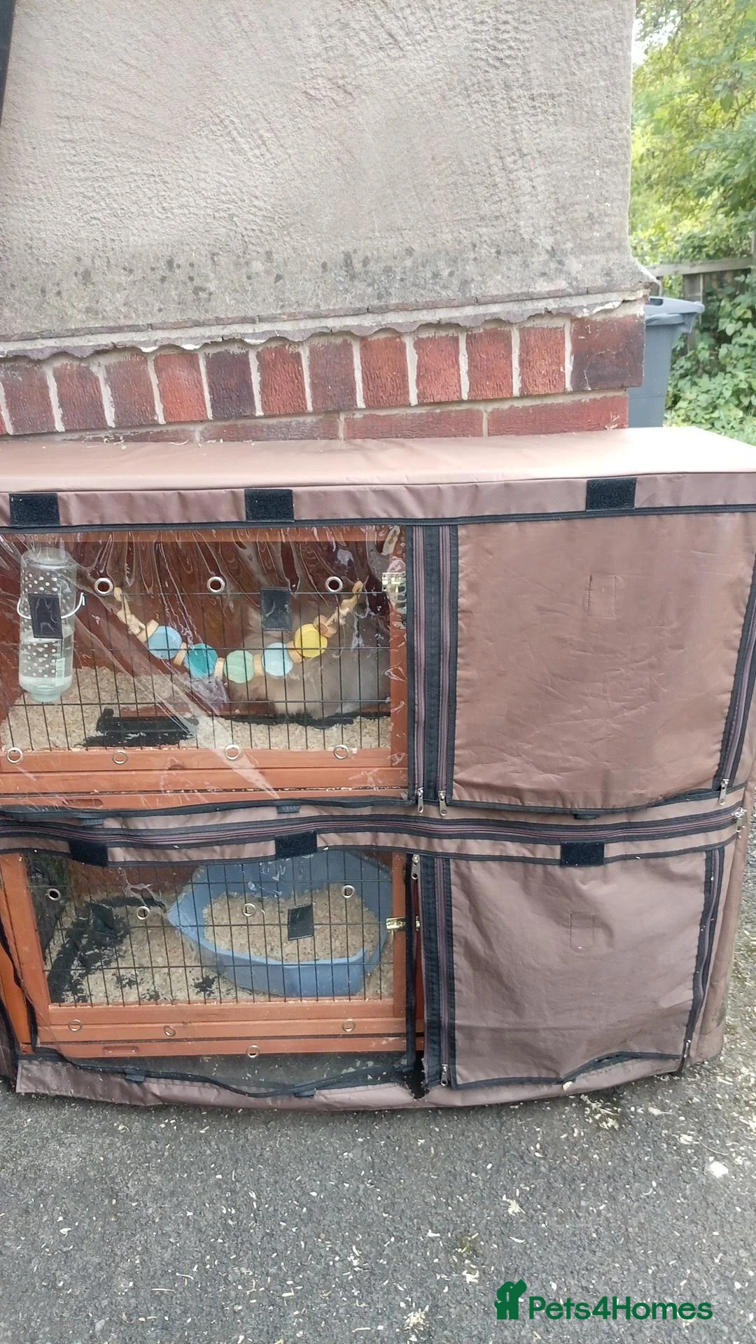 Lionhead rabbits for sale: Male lion head - Advert 2