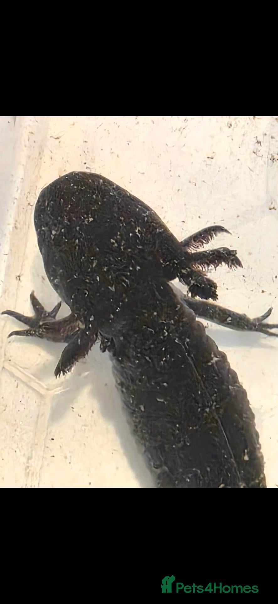 Axolotl reptiles 2 Melanoid Axolotls with everything included! - Advert 5