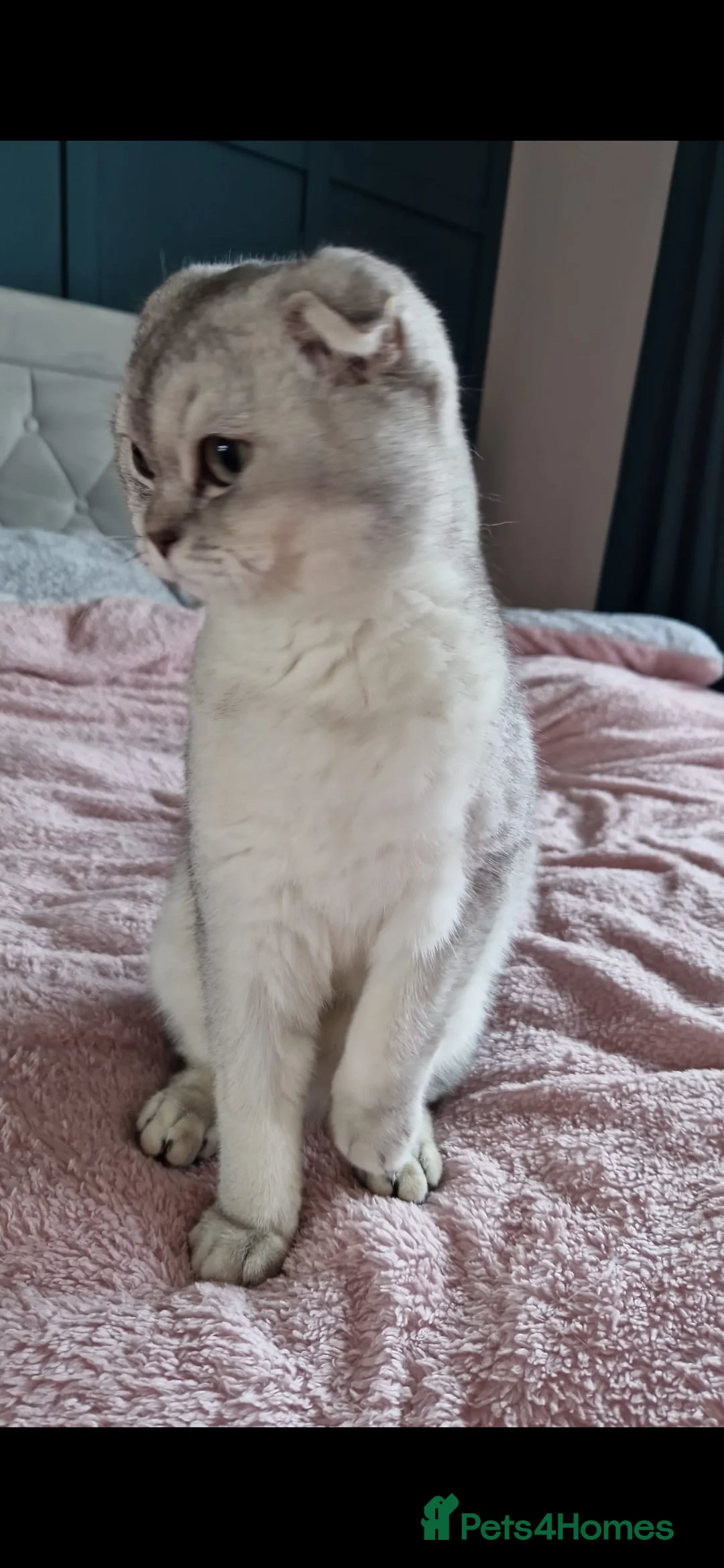 Scottish Fold cats for sale: Male chinchilla Scottish fold 18 months old - Advert 5