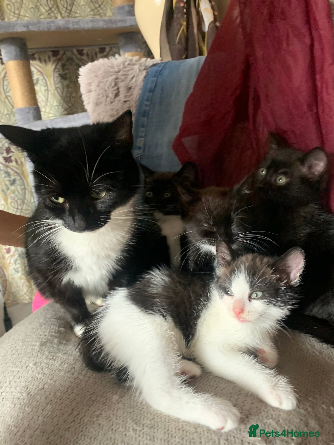 Mixed Breed cats for sale: Part Persian  - Image 21