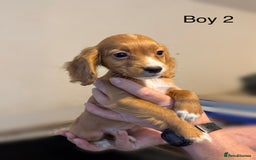 Cocker Spaniel dogs for sale: Beautiful cocker spaniel puppies ready now - Image 5