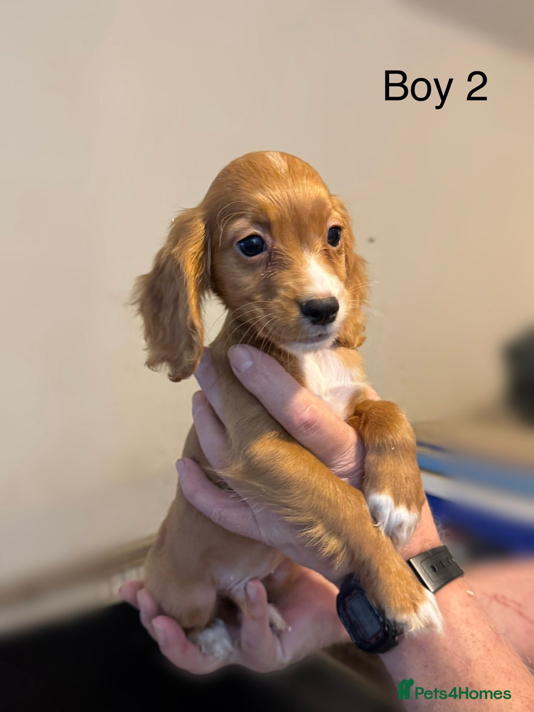 Cocker Spaniel dogs for sale: Beautiful cocker spaniel puppies ready now - Image 5