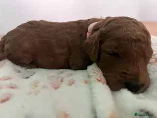 Goldendoodle dogs Miniture F1B Irish doodles health tested parents - Advert 15