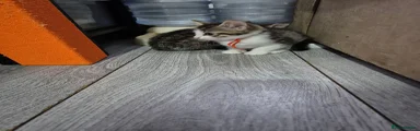 Toadie - orange collar