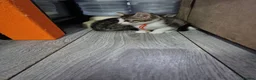 British Shorthair cats for sale: 8 beautiful kittens- ready to go - Advert 6