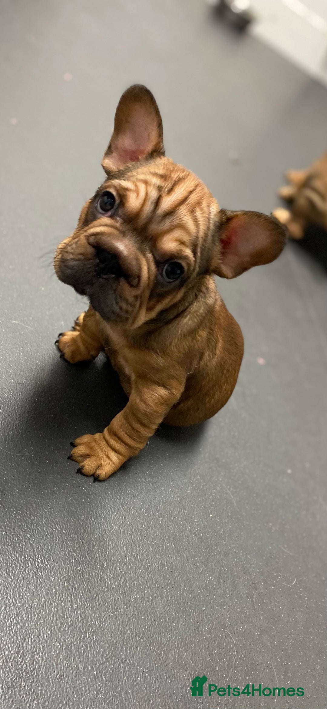 French Bulldog dogs for sale: 🐾 KC FRENCHIE PUPS 🐾 ready to leave last boy   - Advert 24