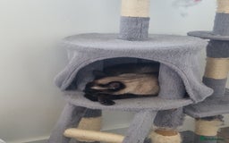 Siamese cats for sale: Co co for a rehome asap  - Image 2