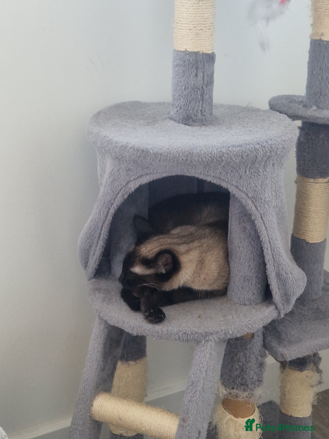 Siamese cats for sale: Co co for a rehome asap  - Image 2