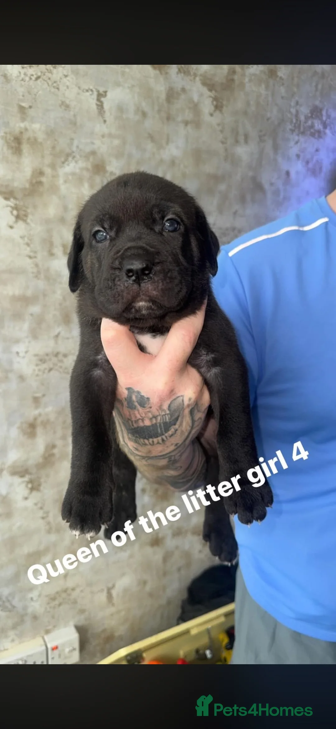 Cane Corso dogs for sale: Exceptional cane corso puppies ⭐️🐾🐶 - Advert 9