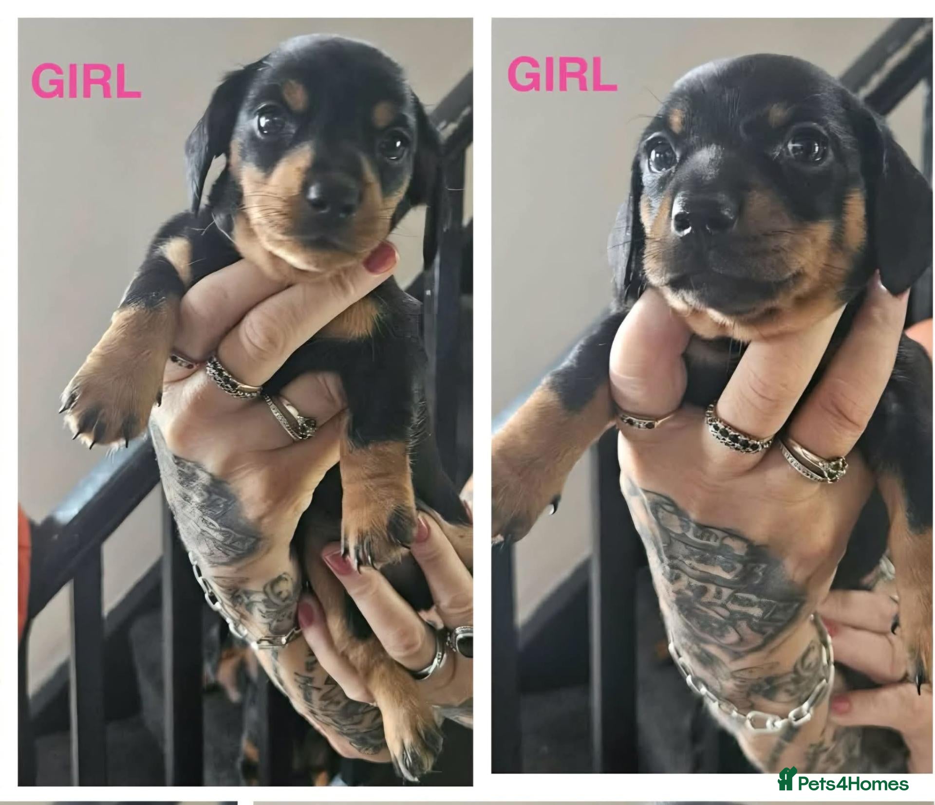 Dachshund dogs Miniature dachshund  - Advert 1