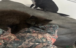 British Shorthair cats for sale: British blue crosses - Image 4
