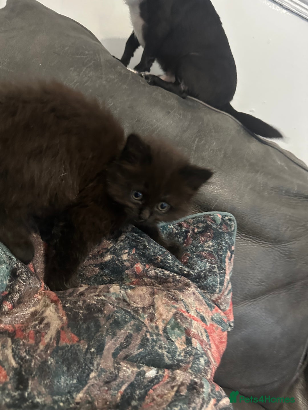 British Shorthair cats for sale: British blue crosses - Image 4