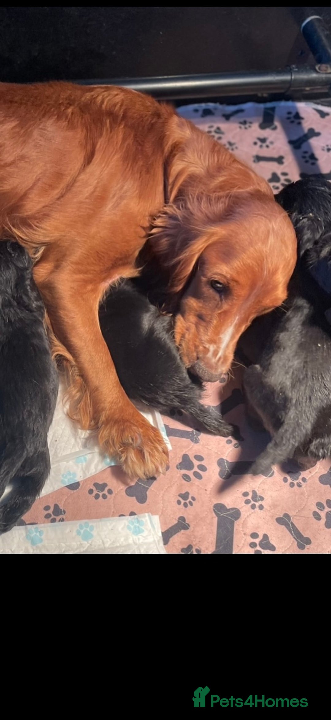 Cocker Spaniel dogs for sale: Cocker spaniel puppies - Advert 1