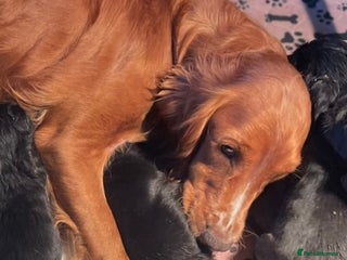 Cocker Spaniel dogs Cocker spaniel puppies - Advert 2