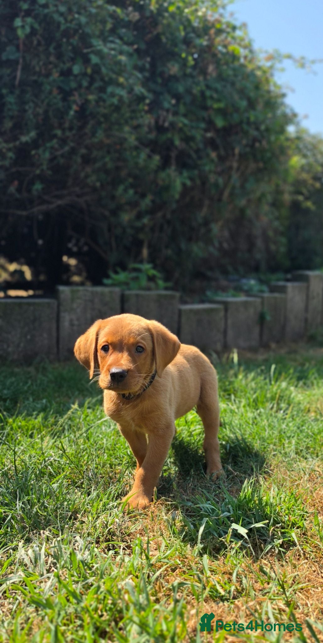 Labrador Retriever dogs 1 BEAUTIFUL CHUNKY BOY KC REG FOX RED LABRADORS - Advert 2