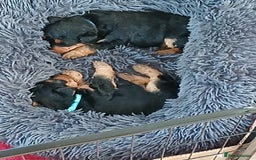 Welsh Terrier dogs for sale: Top Quality Welsh Terrier Male Puppies for Sale - Advert 8