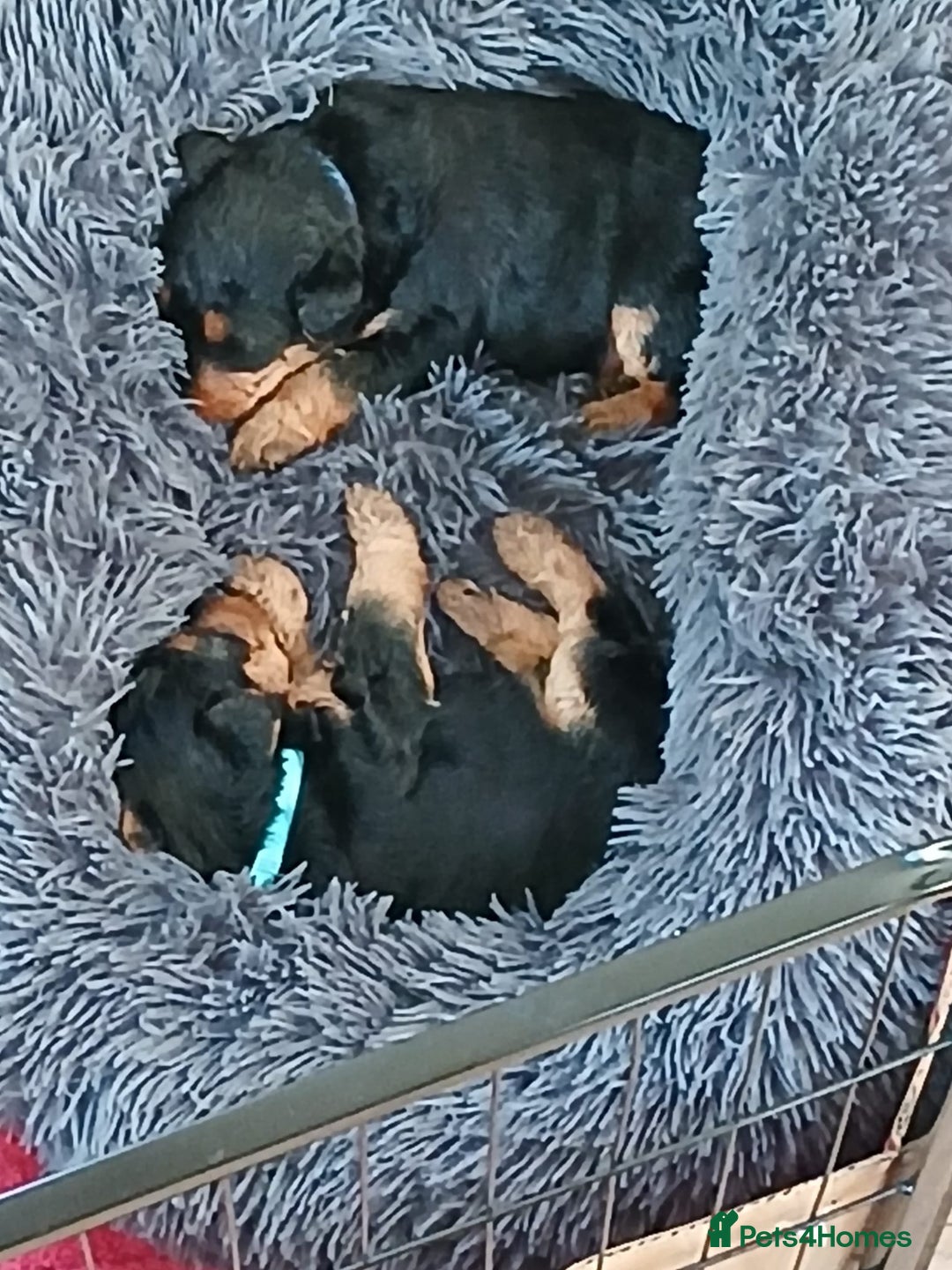 Welsh Terrier dogs for sale: Top Quality Welsh Terrier Male Puppies for Sale - Advert 8