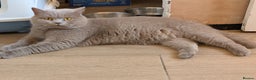 British Shorthair cats for stud: Proven Stud - British lilac Shorthair - Advert 1