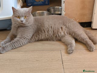 British Shorthair cats Proven Stud - British lilac Shorthair - Advert 23