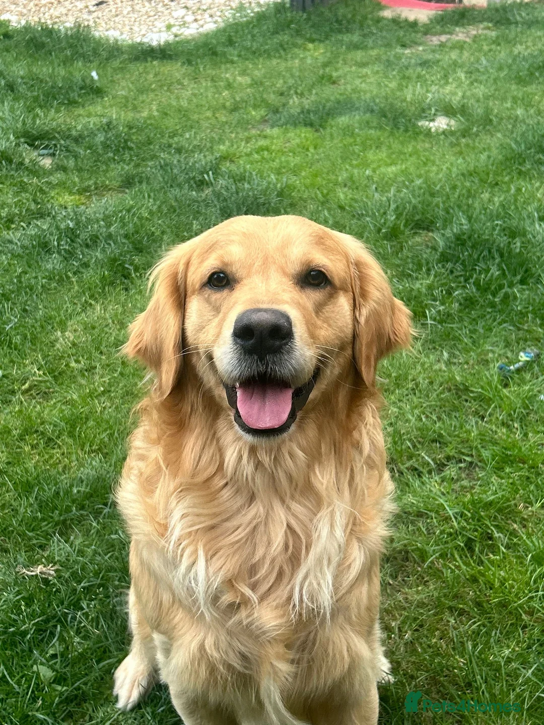 Golden Retriever dogs for sale: Adorable Golden Retriever Puppies for Sale  - Advert 2