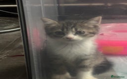 Mixed Breed cats for sale: MaineCoon x X British blue/Scottish fold  - Image 11