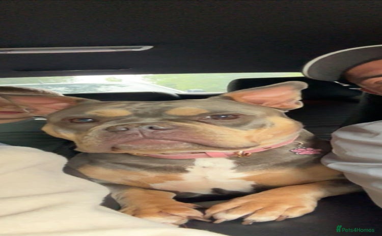 Shorty Bull dogs - Advert 1