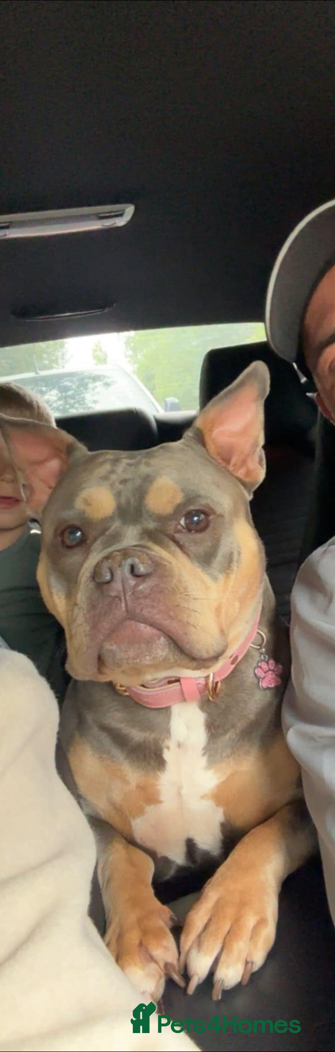 Shorty Bull dogs for sale: Pocket bully - Image 1