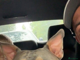 Shorty Bull dogs - Advert 3