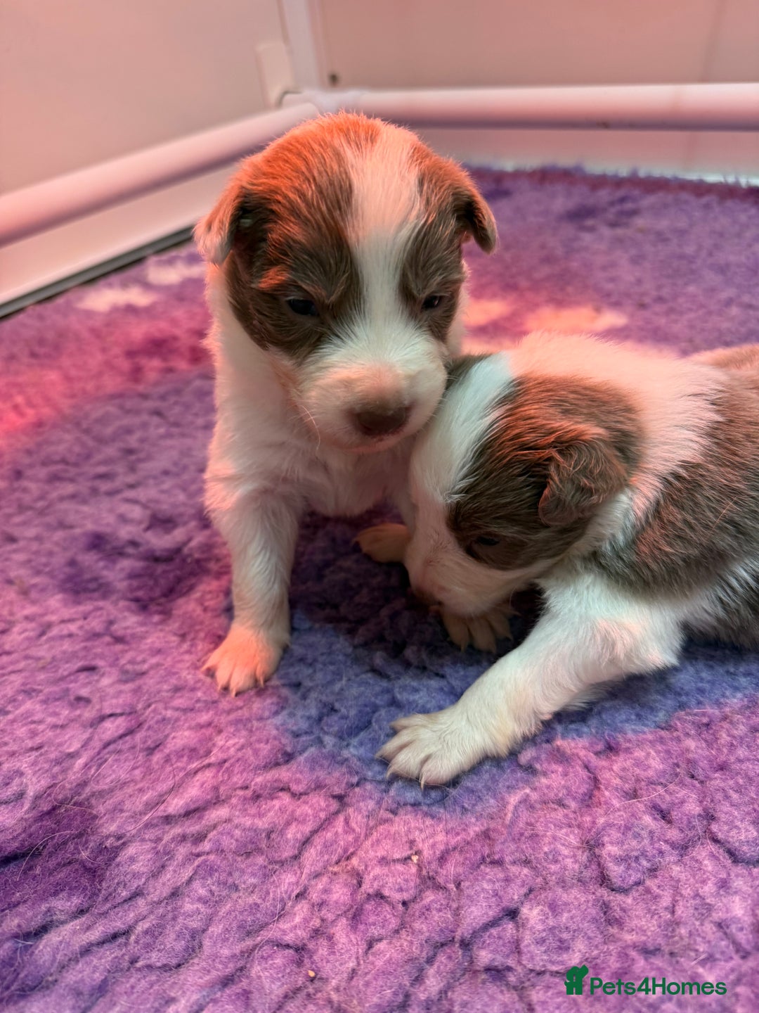 Border Collie dogs for sale: Stunning rough coated KC Reg Health tested pups  - Advert 11