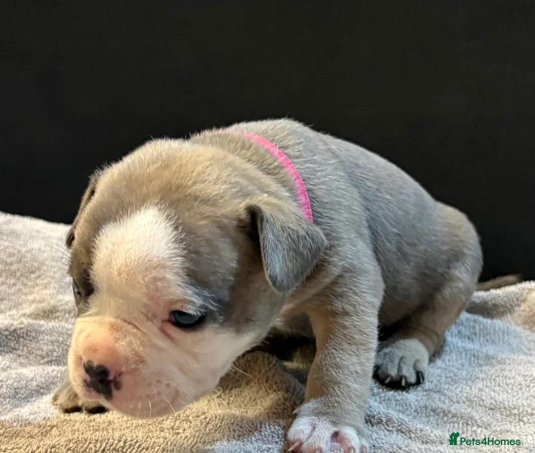 Mixed Breed dogs for sale: Frenchie mix - Advert 22