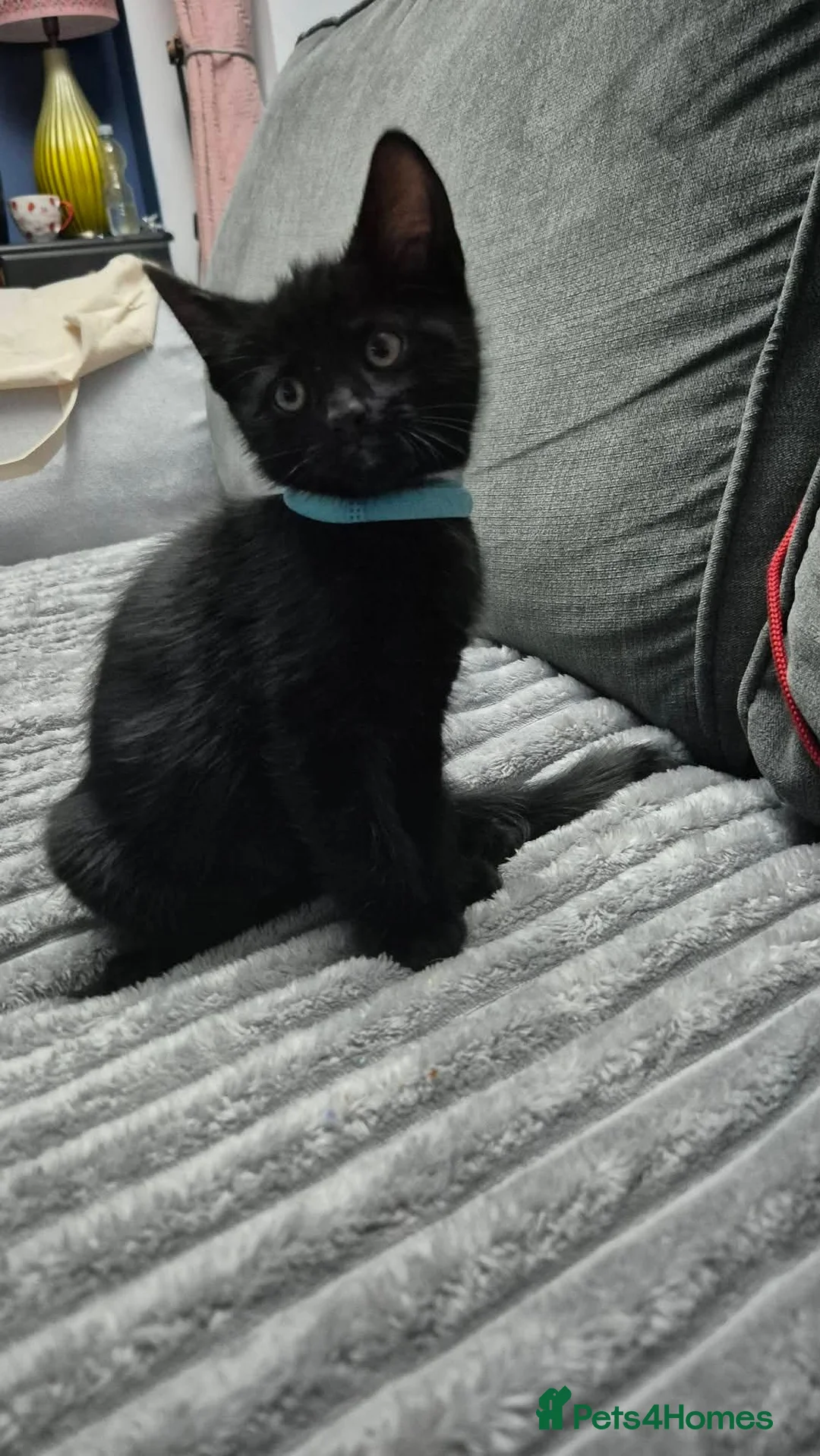 Mixed Breed cats for sale: 10 week old male kitten  - Advert 2
