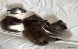 Maine Coon cats for sale: Maincoon X ragdoll - Image 1