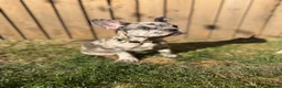 French Bulldog dogs for sale: Registered French Bulldog Puppies - Advert 7