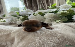 Miniature Dachshund dogs for sale: ⭐️Beautiful litter Of Rainbow Dachshund Puppies⭐️ - Image 20