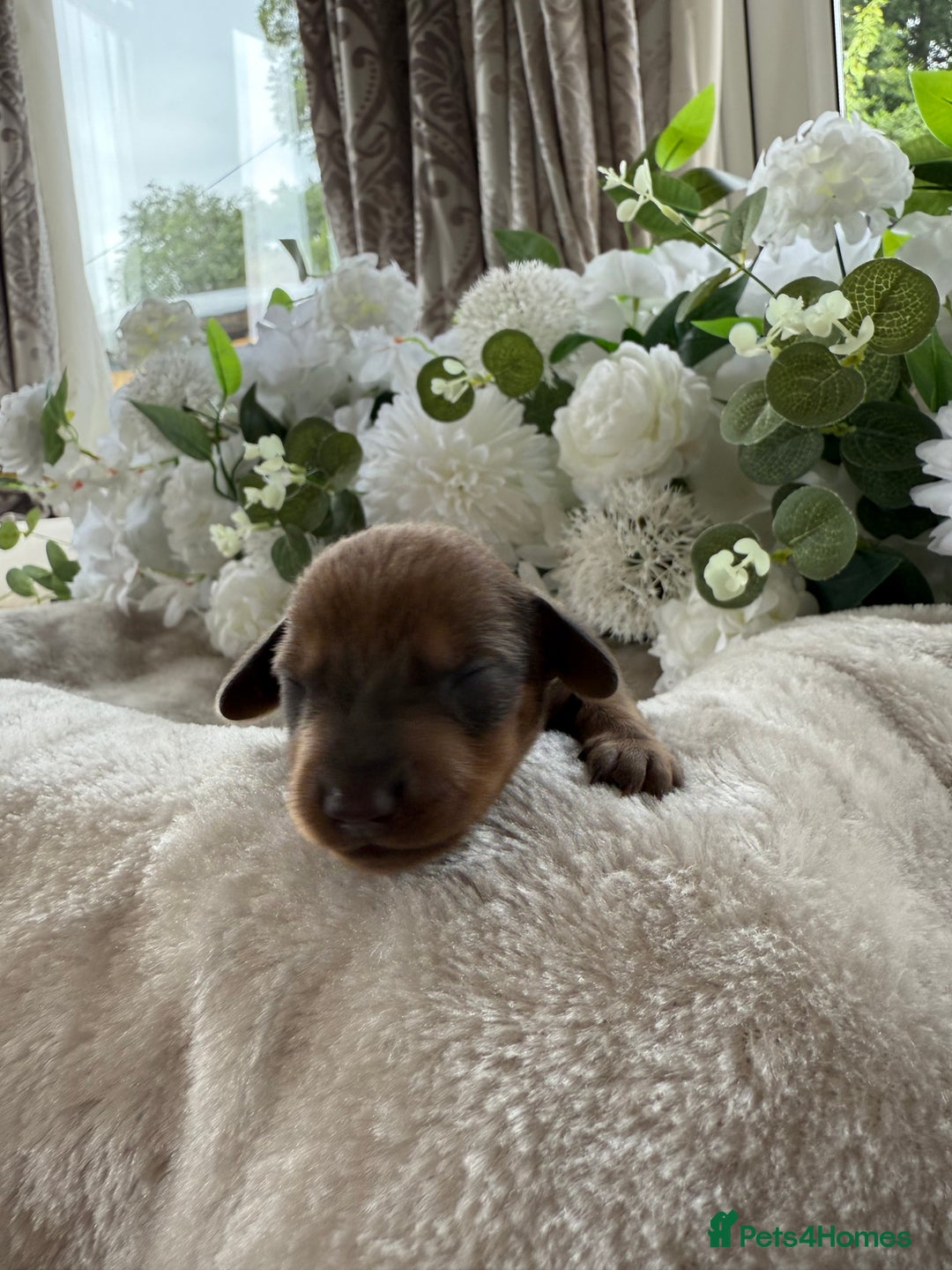 Miniature Dachshund dogs for sale: ⭐️Beautiful litter Of Rainbow Dachshund Puppies⭐️ - Image 20