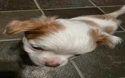 Chihuahua dogs for sale: Chihauhau puppies ready early November - Image 14