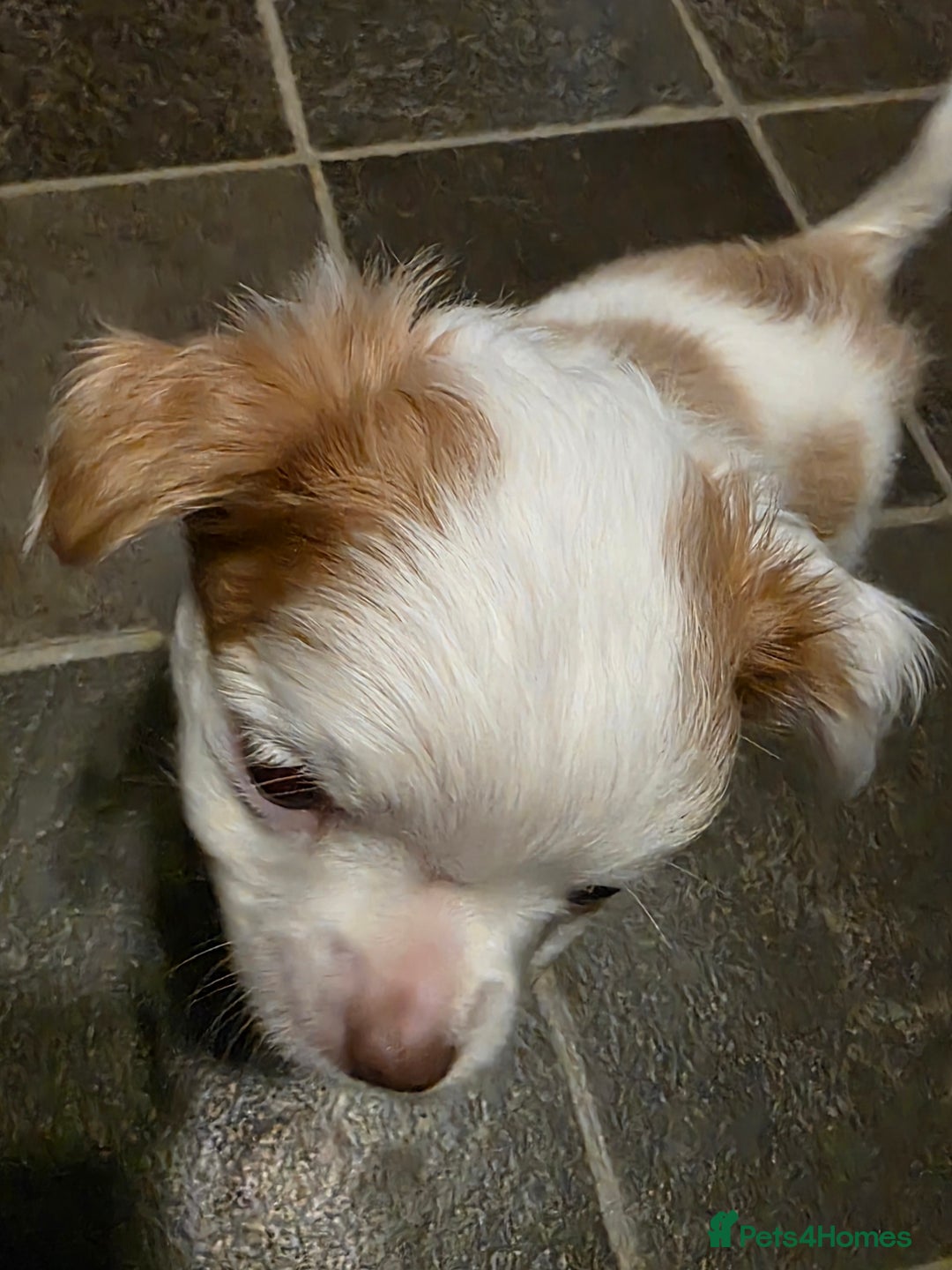 Chihuahua dogs for sale: Chihauhau puppies ready early November - Image 14