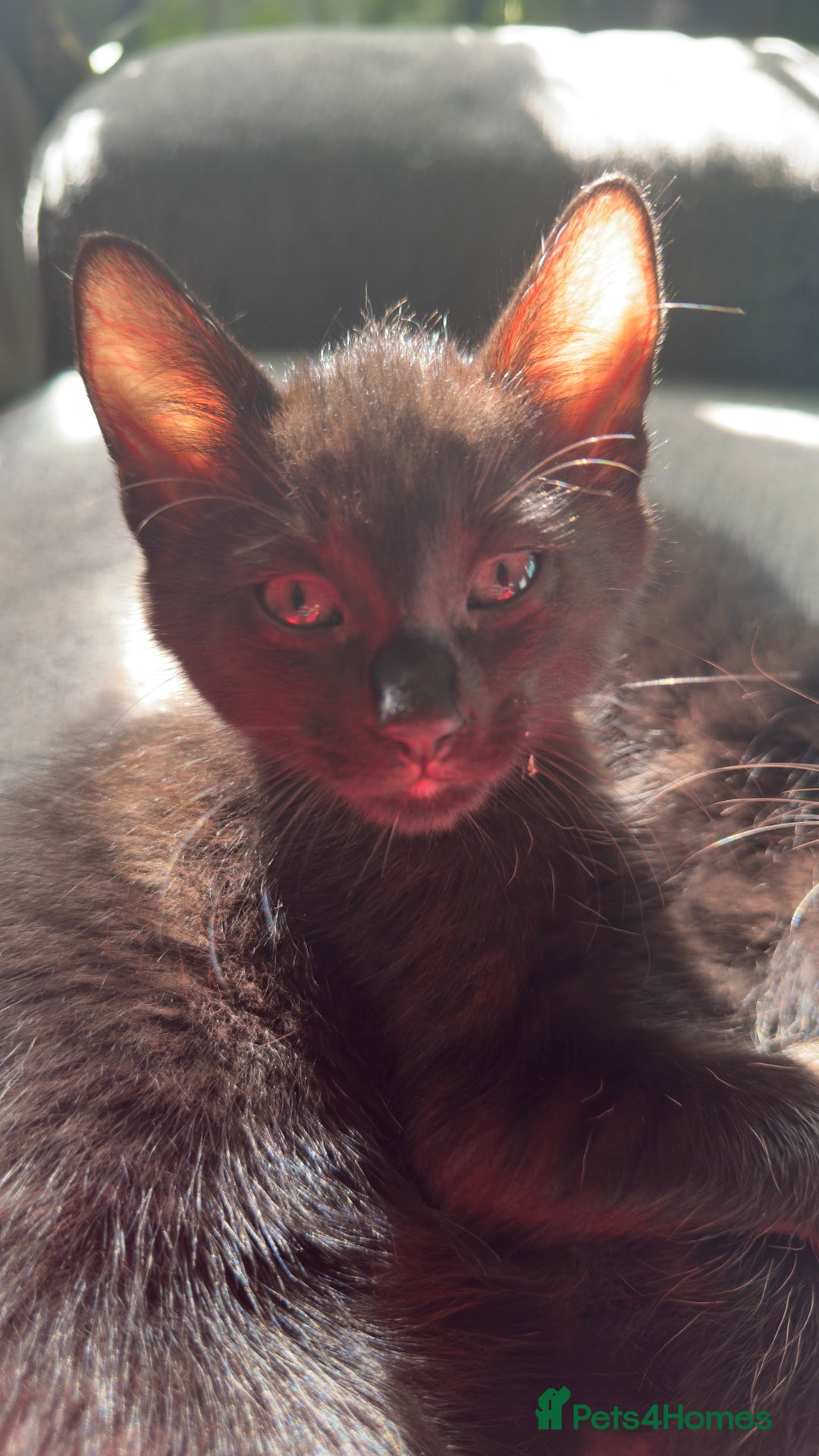 Mixed Breed cats for sale: Beautiful kittens!!!!! READY NOW!!! - Image 15