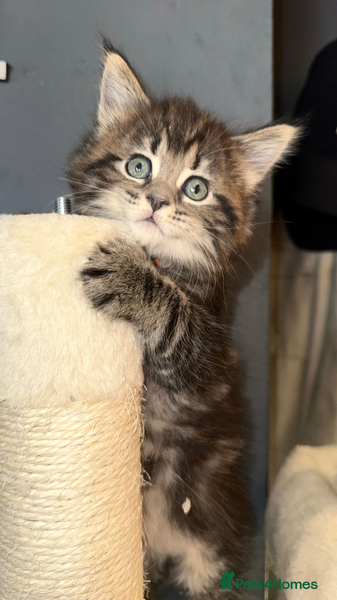 Mixed Breed cats for sale: Stunning Ragdoll x Maine Coon Kittens - Advert 30