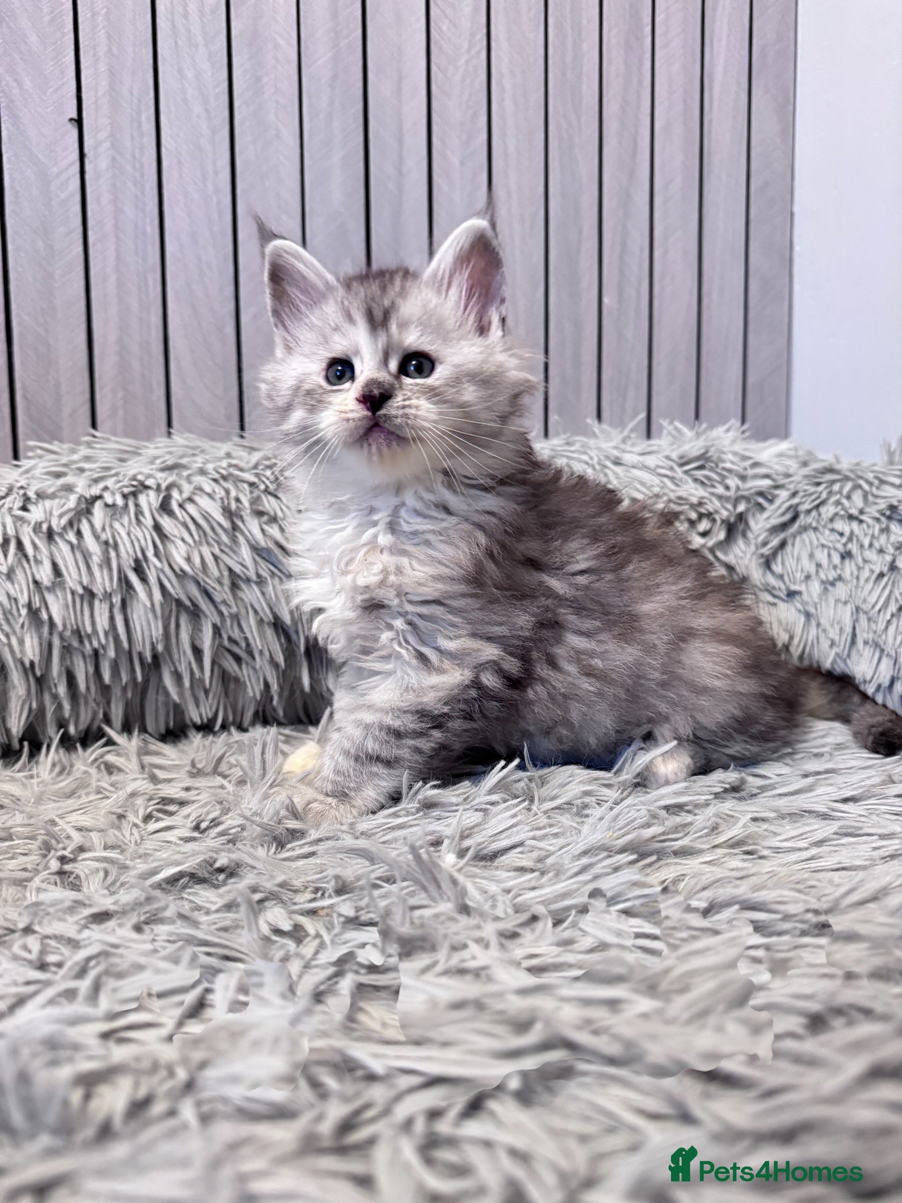 Maine Coon cats 🌟🌟Beautiful Maine Coon kittens🌟🌟 - Advert 12